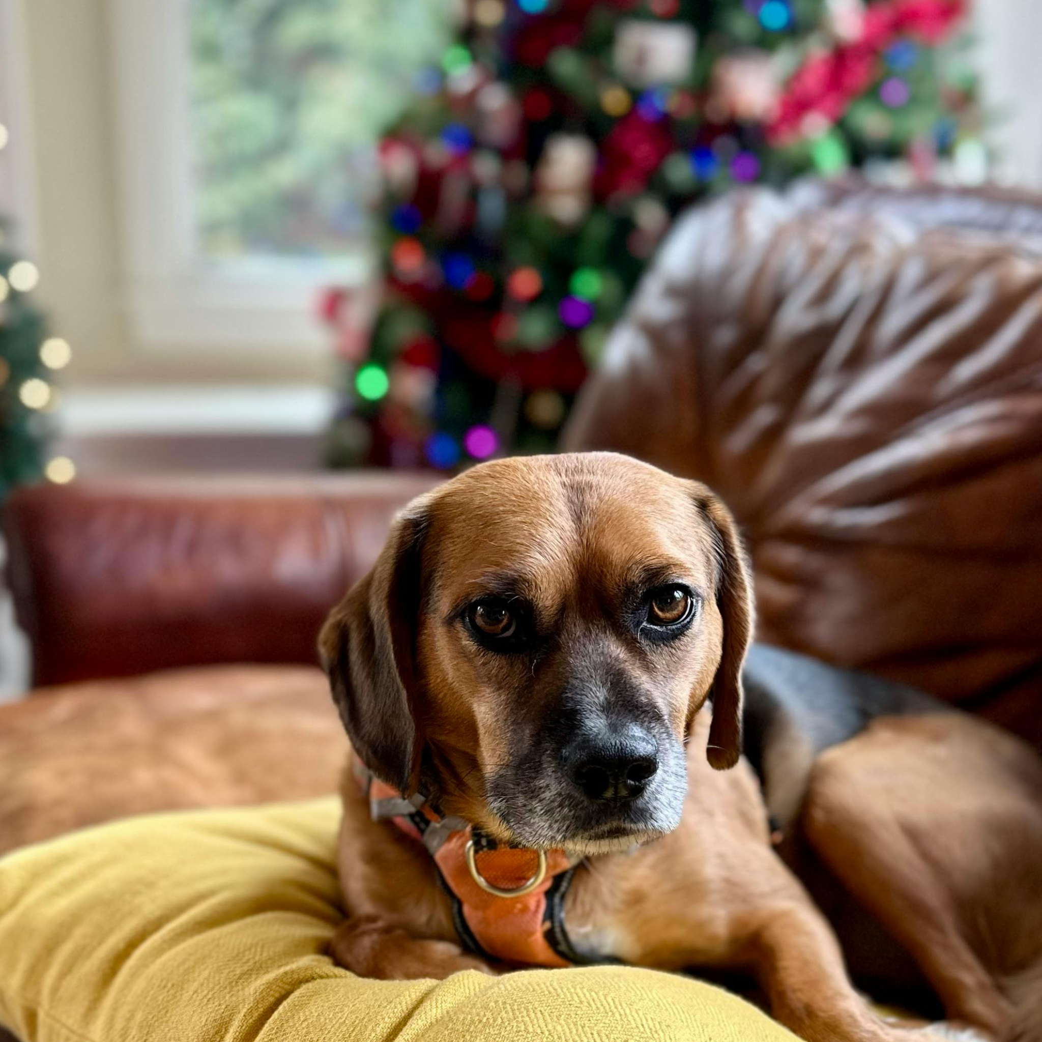 Christmas sofa delivery