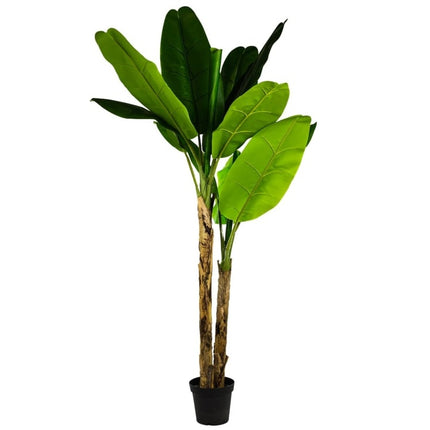 Large Ornamental Banana Tree Plant