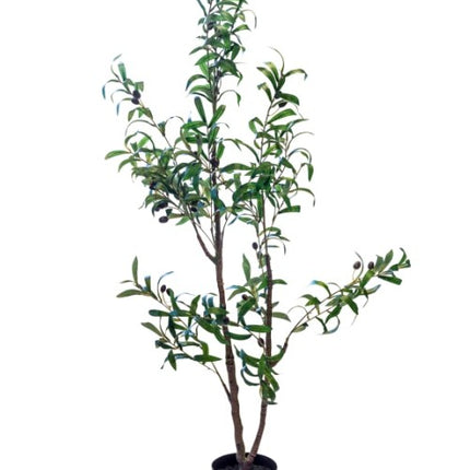 Large Ornamental Olive Tree - Clearance