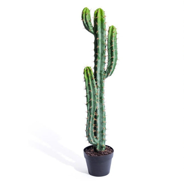 Cactus Plant in Black Pot