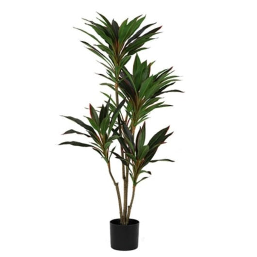 Large Ornamental Potted Red-Edged Dracaena