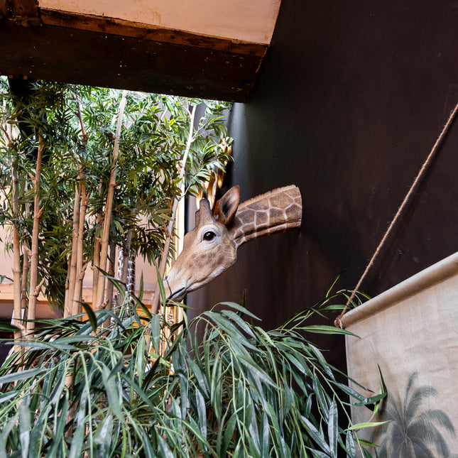 Large Giraffe Wall Head