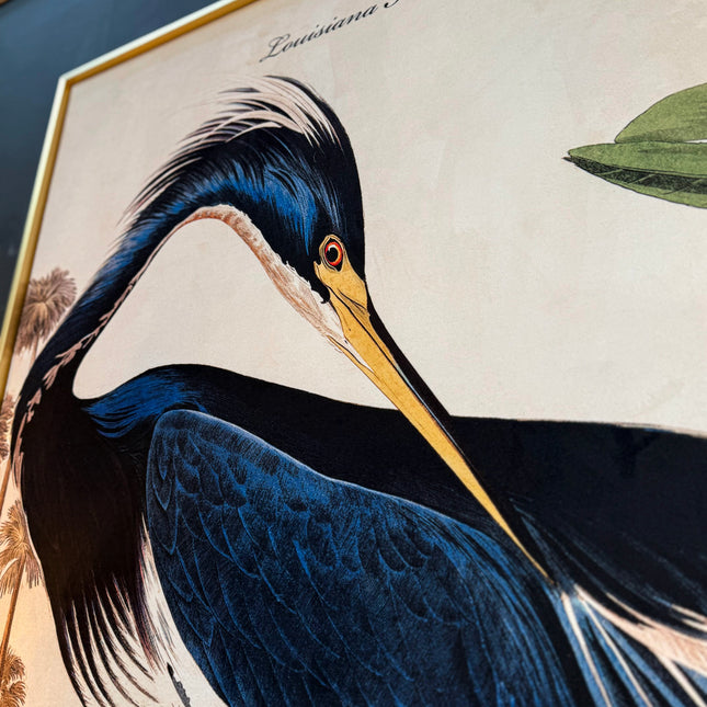 Louisiana Heron Canvas Wall Art (Various Sizes)