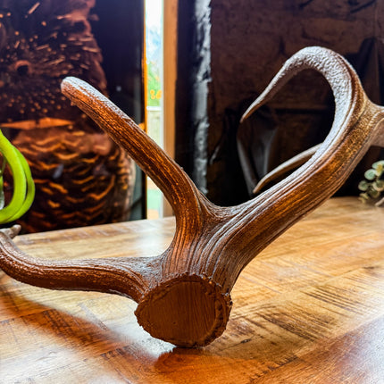 Natural Antler Decoration
