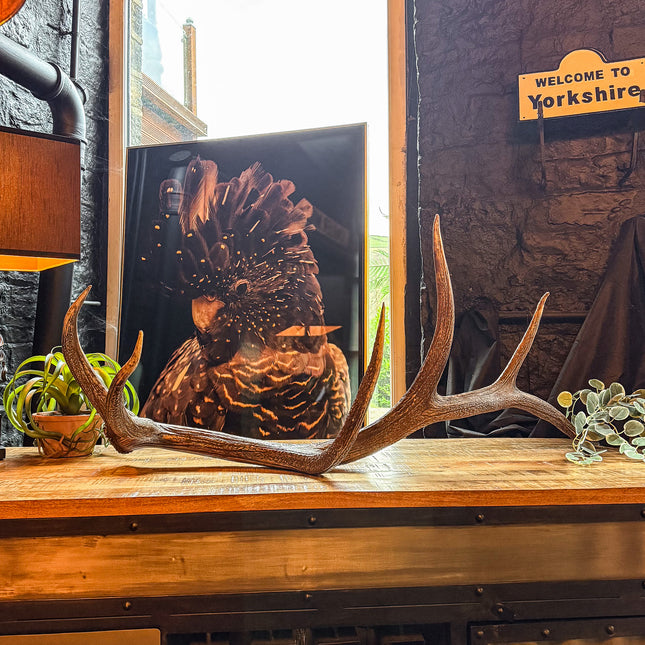 Natural Antler Decoration