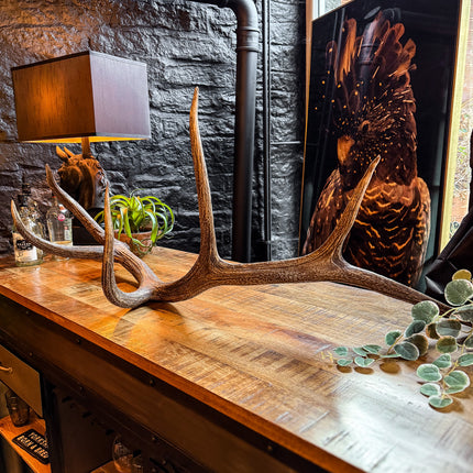 Natural Antler Decoration