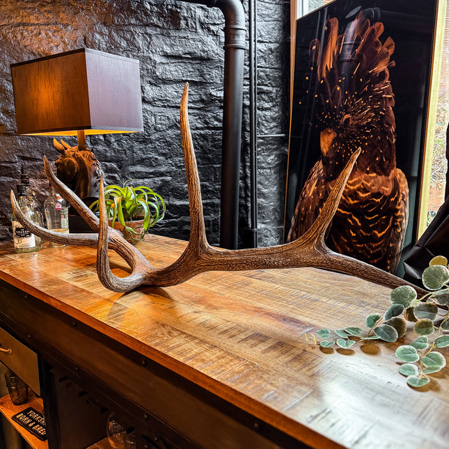 Natural Antler Decoration