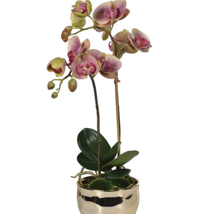 Pink and Green Orchid in Gold Pot