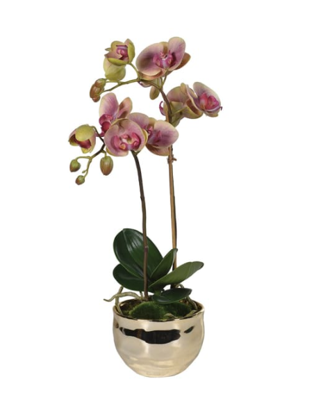 Pink and Green Orchid in Gold Pot