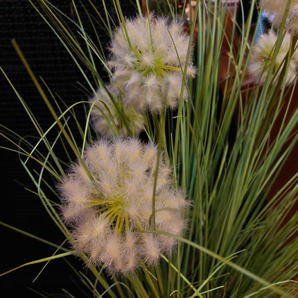 Ornamental Grasses In Galvanised Pot - Clearance