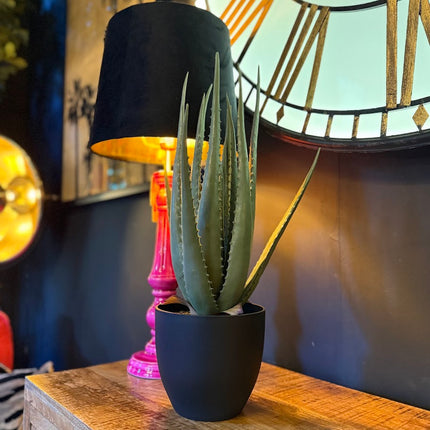 Ornamental Aloe Plant in Black Pot