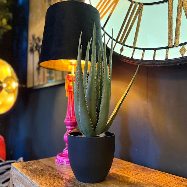 Ornamental Aloe Plant in Black Pot