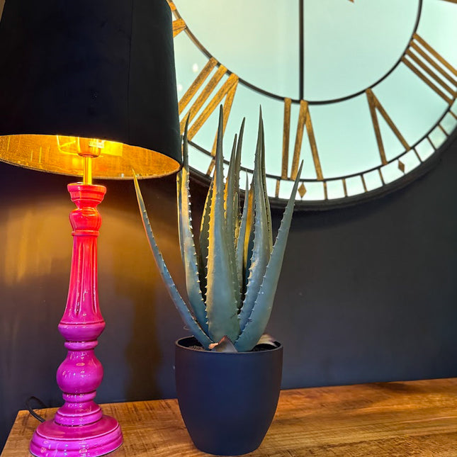 Ornamental Aloe Plant in Black Pot