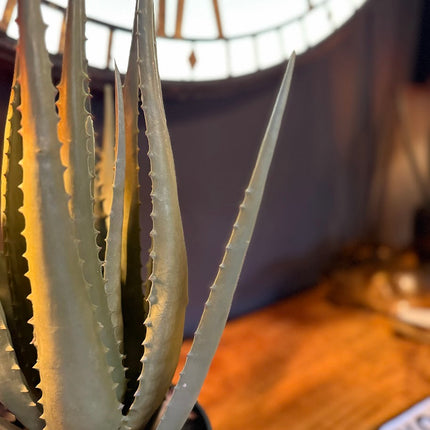 Ornamental Aloe Plant in Black Pot