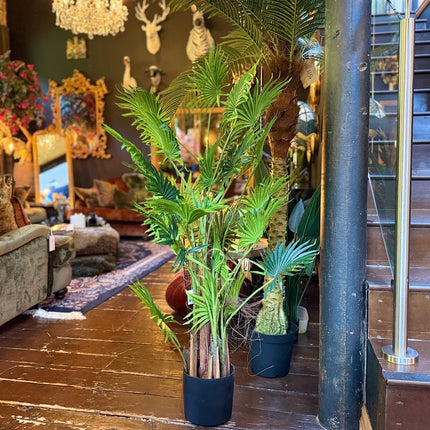 Ornamental Fan Palm Tree in Black Pot 145cm