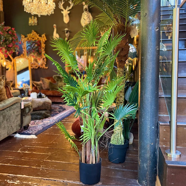 Ornamental Fan Palm Tree in Black Pot 145cm