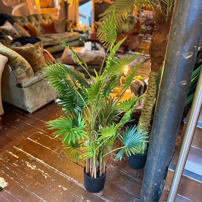 Ornamental Fan Palm Tree in Black Pot 145cm