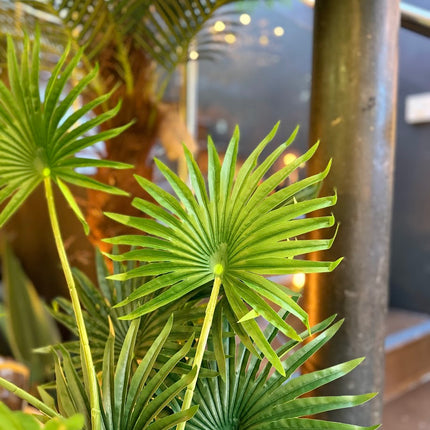 Ornamental Fan Palm Tree in Black Pot 145cm