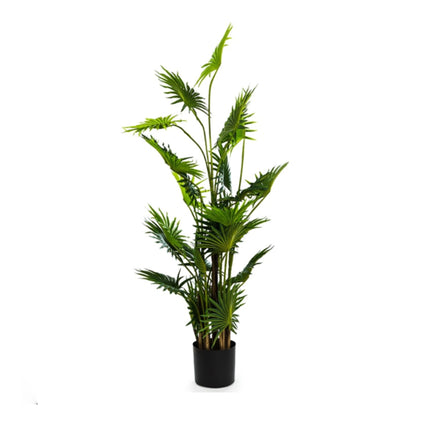 Ornamental Fan Palm Tree in Black Pot 145cm