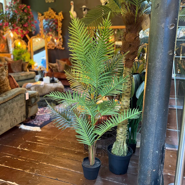 Ornamental Fern Tree in Black Pot 120cm