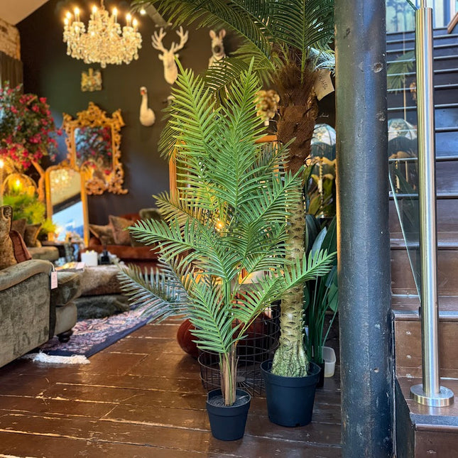 Ornamental Fern Tree in Black Pot 120cm