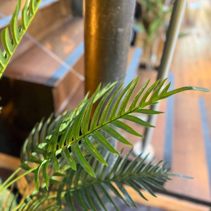 Ornamental Fern Tree in Black Pot 120cm