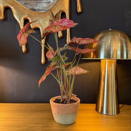 Ornamental Potted Caladium Plant - Clearance