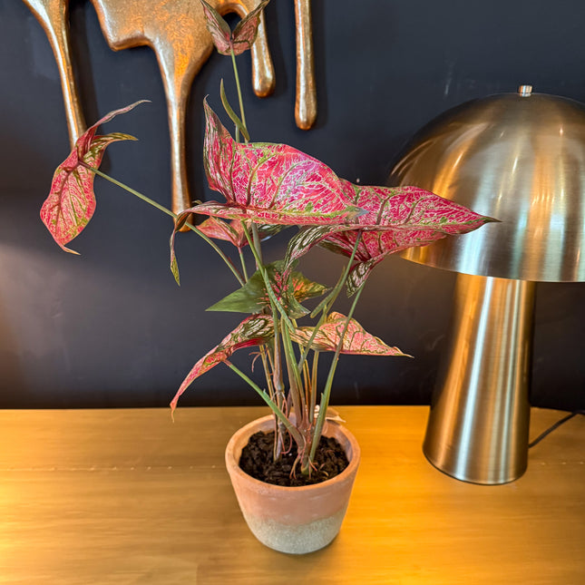 Ornamental Potted Caladium Plant - Clearance