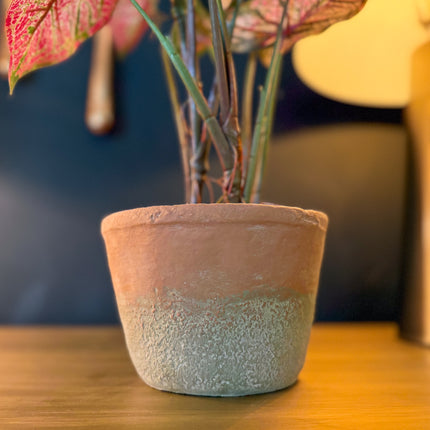 Ornamental Potted Caladium Plant - Clearance
