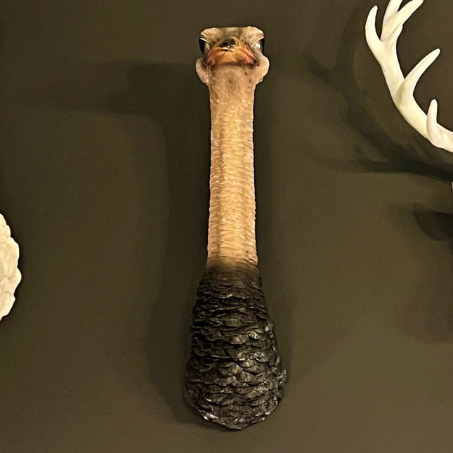 Animal Head Ostrich