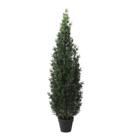 Outdoor Cedar Tree in Black Pot