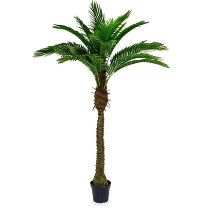 Ornamental Large Palm Tree in Black Pot 200cm