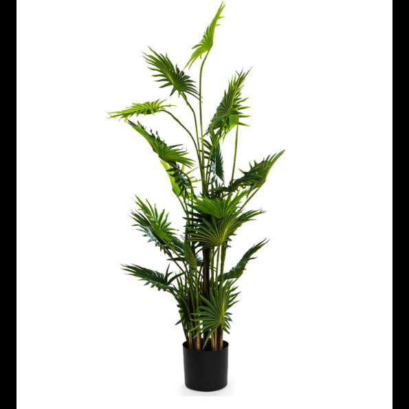 Ornamental Fan Palm Tree in Black Pot 145cm