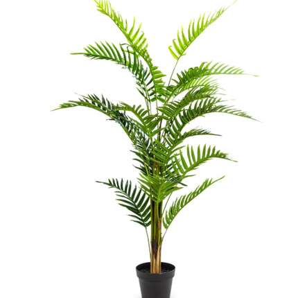 Ornamental Fern Tree in Black Pot 120cm