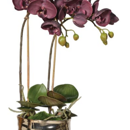 Aubergine Orchid in Gold Pot