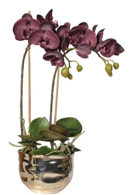 Aubergine Orchid in Gold Pot