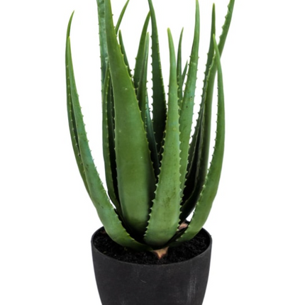 Ornamental Aloe Plant in Black Pot