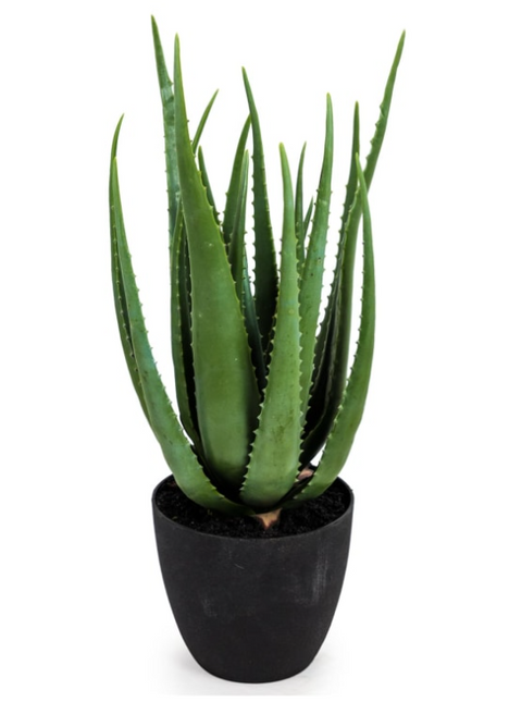 Ornamental Aloe Plant in Black Pot