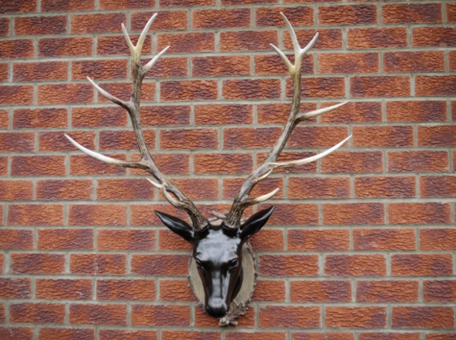 Large Stag Head