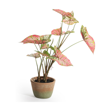 Ornamental Potted Caladium Plant - Clearance