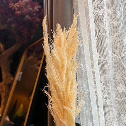 Set of 3 Real White Pampas