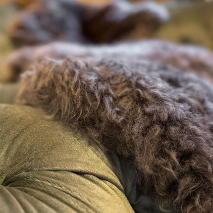 Sheepskin Rugs in Chocolate Brown (Various Sizes)